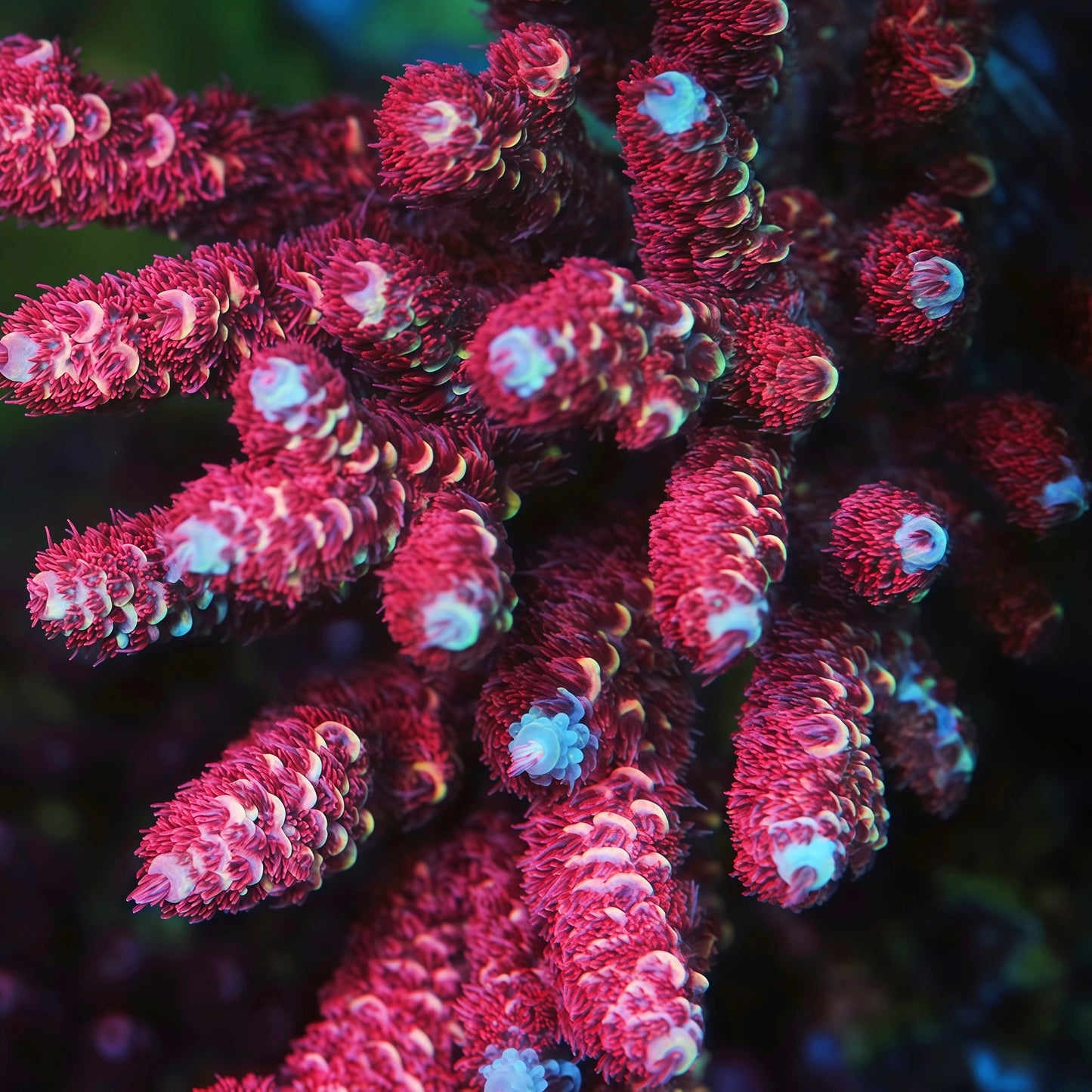 TIA Bloodforge  Millepora Acropora (cut to order)