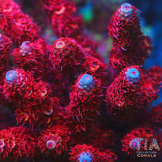TIA Ruby Red Millepora(cut to order)