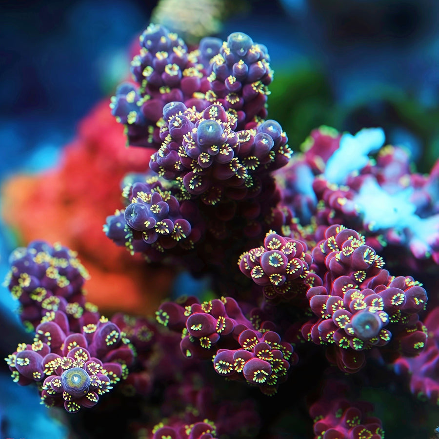 Chromaflare *Injertado* (cortado a pedido) , SPS coral