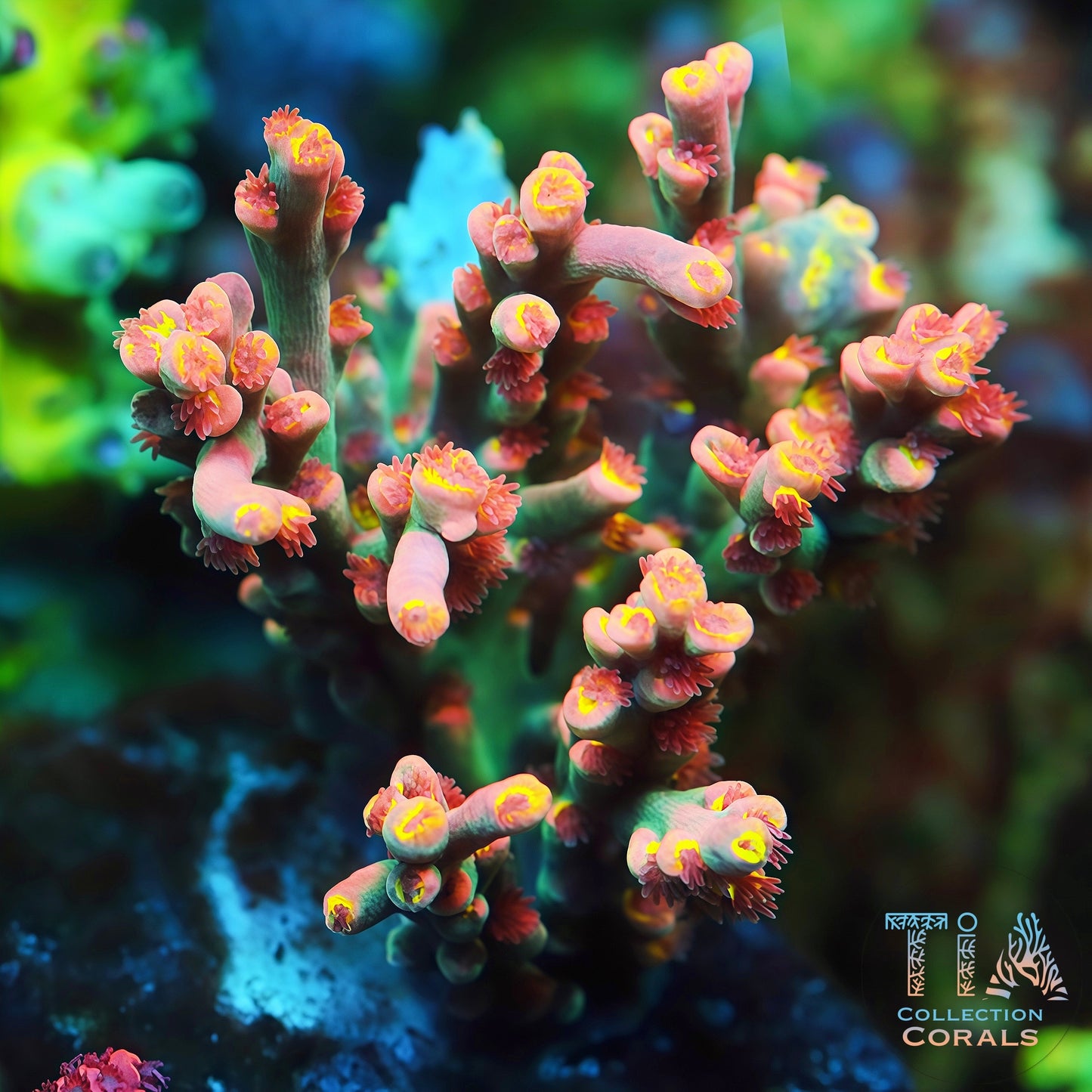 TIA Show Maker Speciosa Acropora (cut to order)
