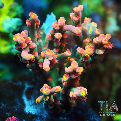 TIA Show Maker Speciosa Acropora (cut to order)