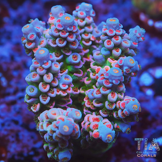 TIA Signature Candy Delight Tenius (cut to order)