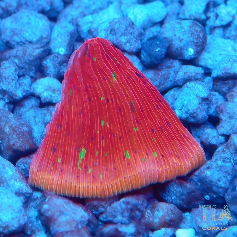 TIA Signature Chili Confetti Diaseris Plate