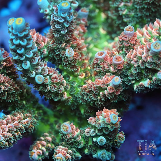 TIA Signature Fairy Garden Tenius Acopora