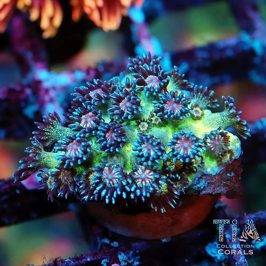 TIA Sparkleball Glitter Goniopora