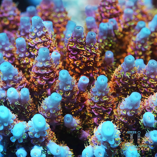 恒星耀斑（按订单切割） 