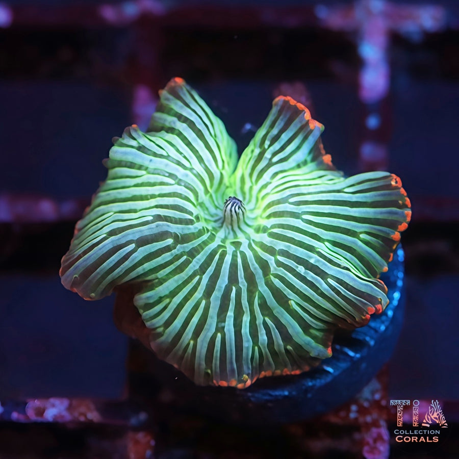 TIA Tank Grown Watermelon Discosoma Mushrom, soft coral