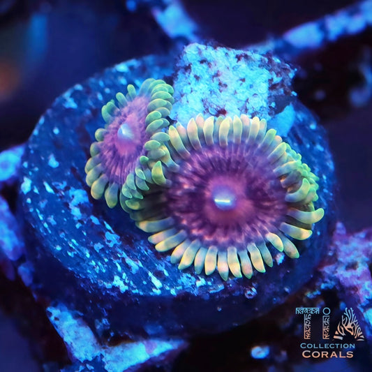 TIA Violet Eclipse Zoanthids - Live Softies Coral for Sale | TIA Coral