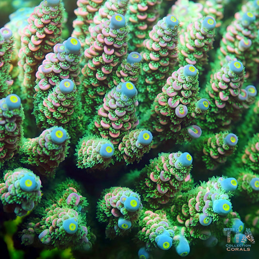 TIA Azure Pupile (Mini Colony) (Buy 1 Get 1 Free!)