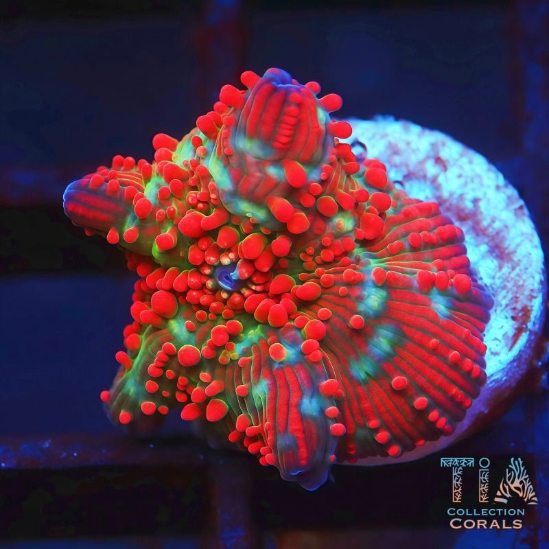 TIA Blood Lantern Mushroom - Live Softies Coral for Sale | TIA Coral