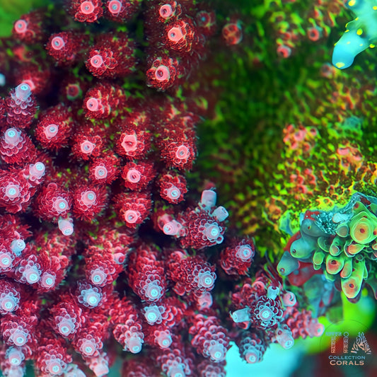 TIA Christmas Mirabillis 1 (Buy 1 Get 1 Free!)