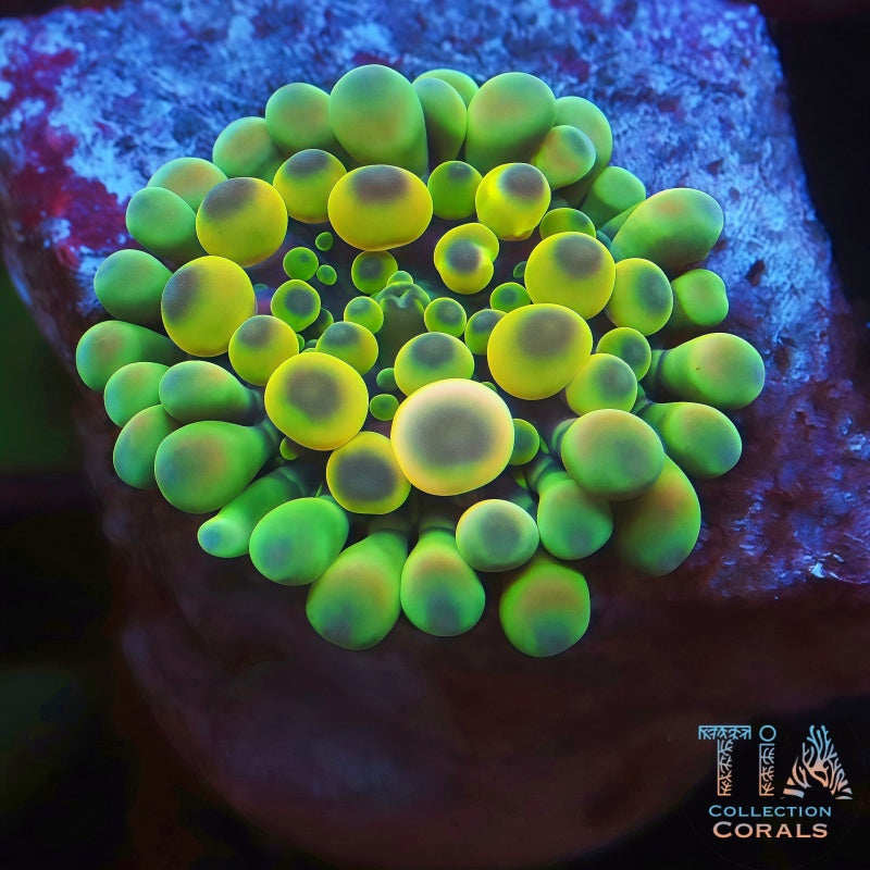 TIA Cosmic Egg Bounce Yuma - Live Softies Coral for Sale | TIA Coral