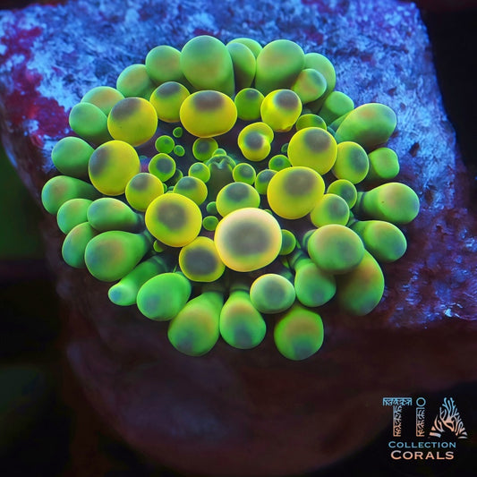 TIA Cosmic Egg Bounce Yuma - Live Softies Coral for Sale | TIA Coral