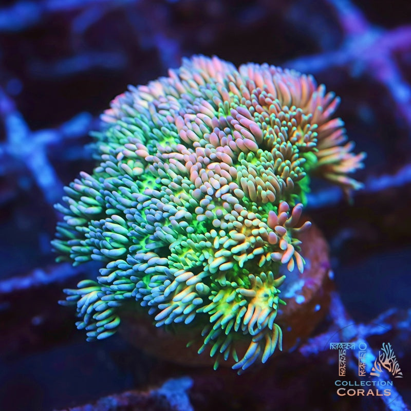TIA Cotton Candy Goniopora - Live LPS Coral for Sale | TIA Coral