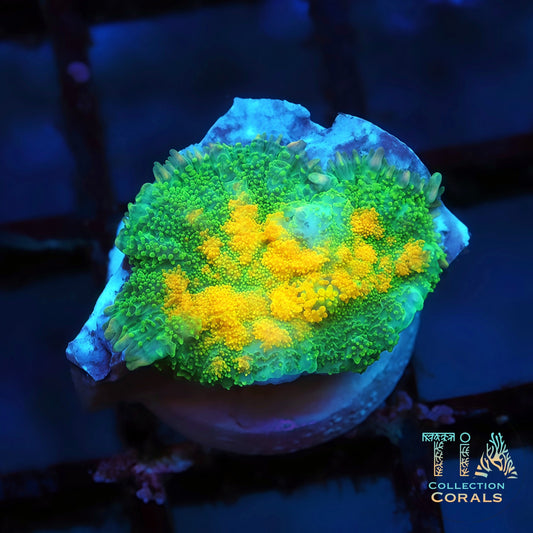 TIA Dawnfire Mushroom Coral