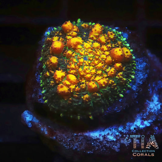 TIA Dragon Egg Bounce - Live Softies Coral for Sale | TIA Coral