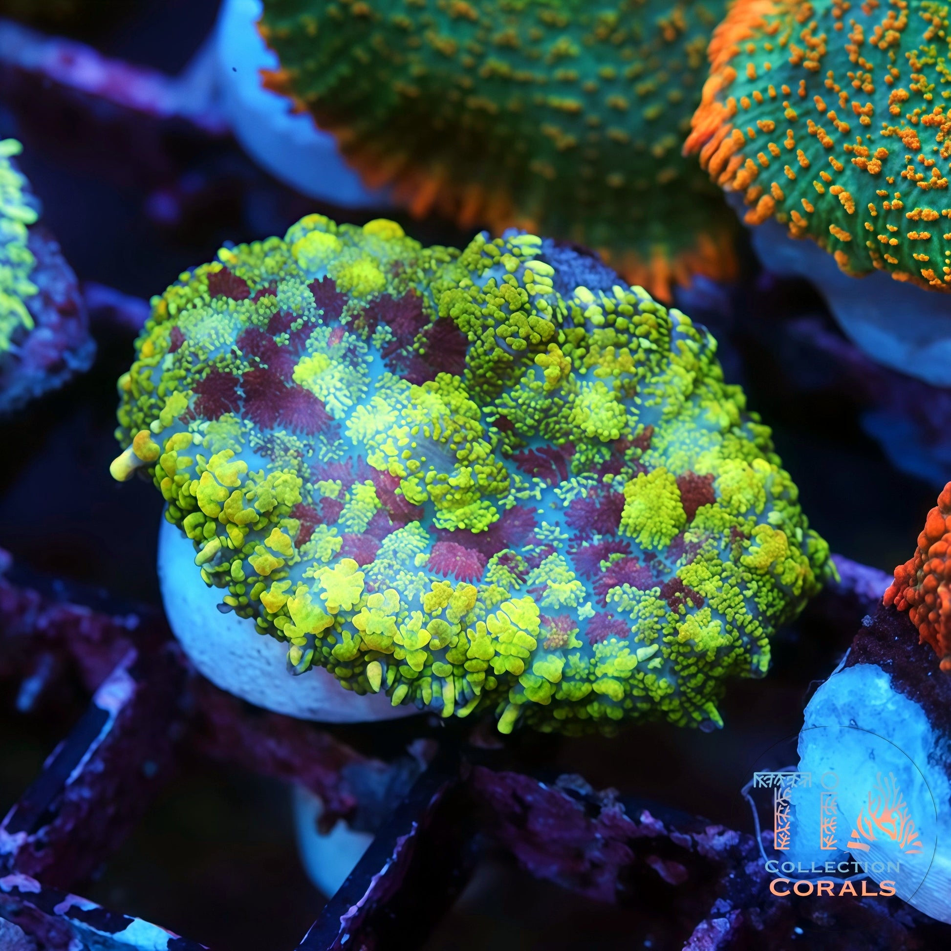 TIA Dragonheart Mushroom Coral
