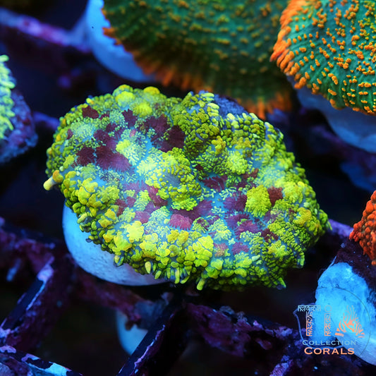 TIA Dragonheart Mushroom Coral