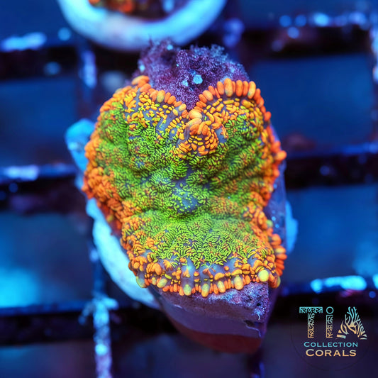 TIA Firestrike Mushroom Coral