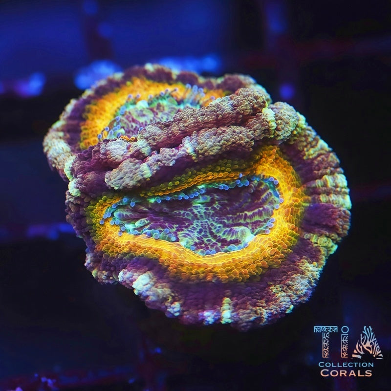 TIA Gold Digger Asian Acan - Live LPS Coral for Sale | TIA Coral