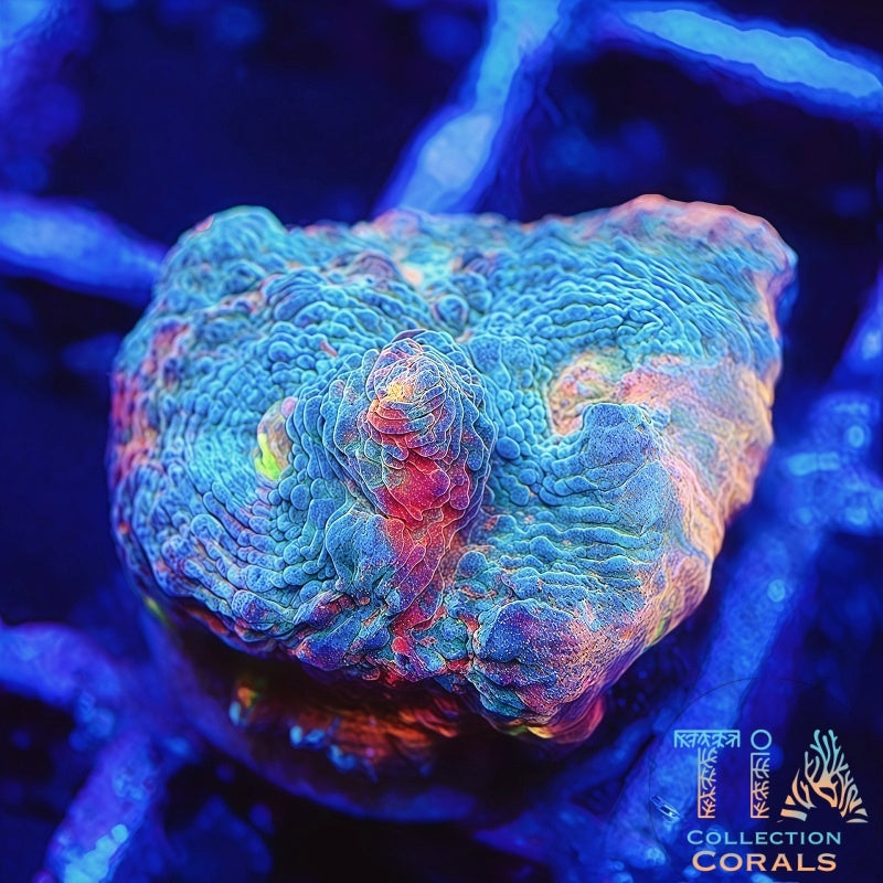 TIA Gumdrop Rainbow Chalice - Live LPS Coral for Sale | TIA Coral