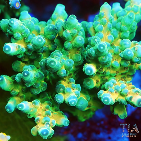 TIA Lemon Jade (Buy 1 Get 1 Free!)
