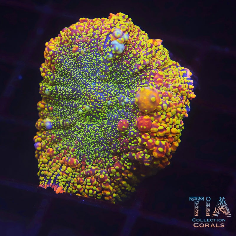 TIA Lotus Fire Bounce Mushroom - Live Softies Coral for Sale | TIA Coral