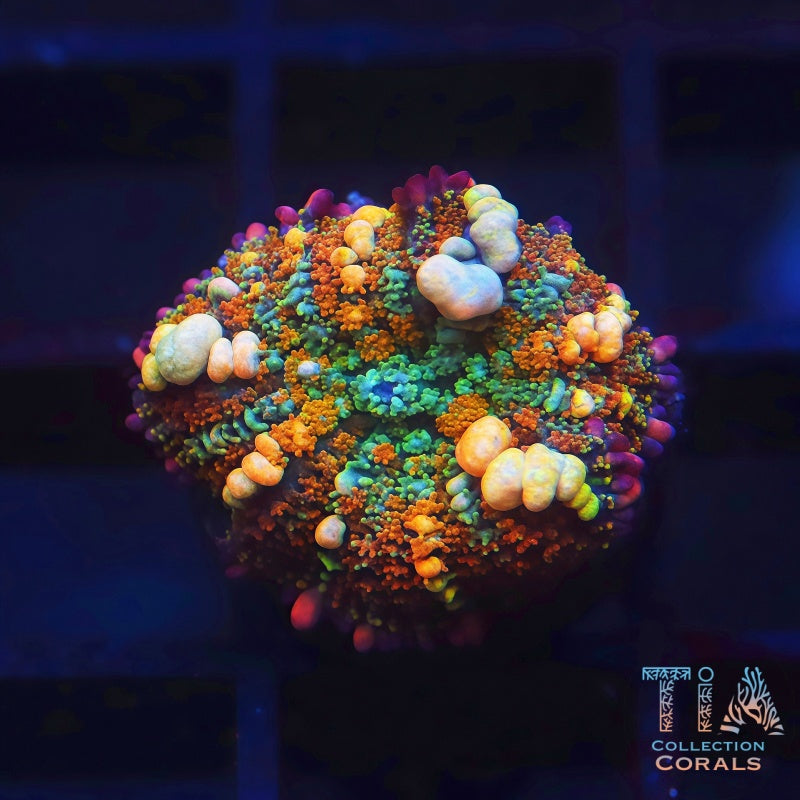 TIA Passionfruit Bounce Mushroom - Live Softies Coral for Sale | TIA Coral