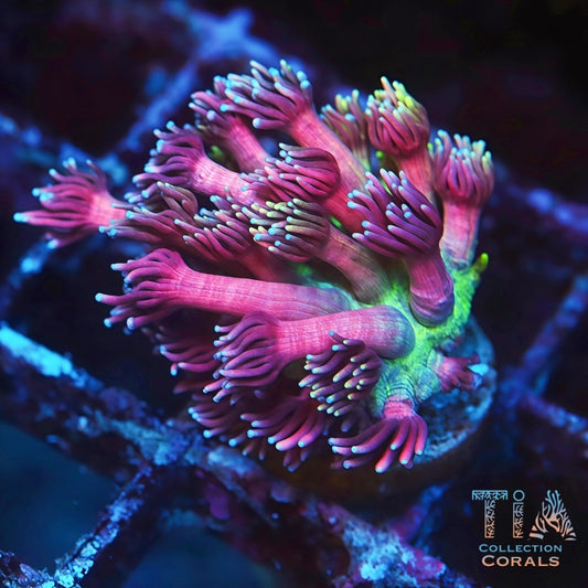 TIA Pink Flamingos Goniopora - Live LPS Coral for Sale | TIA Coral