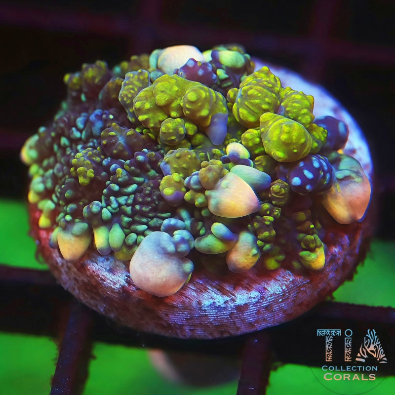 TIA Radiation Bounce Mushroom - Live Softies Coral for Sale | TIA Coral