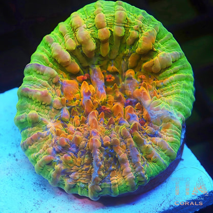 TIA Rainbow Temple Bounce Chalice - Live Softies Coral for Sale | TIA Coral