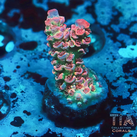 TIA Signature Ocean Warden Tenius - Live SPS Coral for Sale | TIA Coral