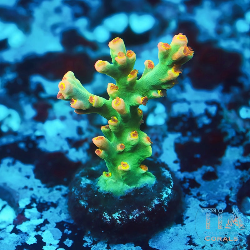 TIA Signature Show Maker Speciosa - Live SPS Coral for Sale | TIA Coral