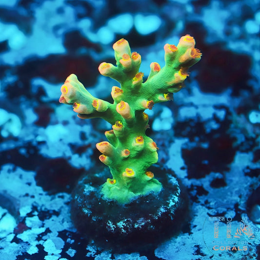 TIA Signature Show Maker Speciosa - Live SPS Coral for Sale | TIA Coral