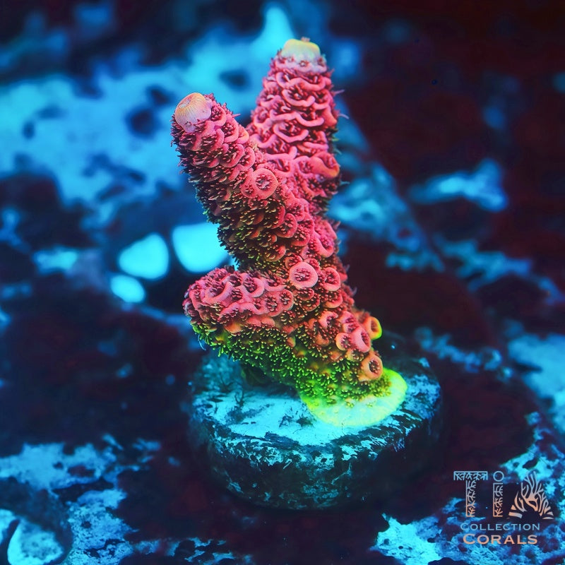 TIA Strawberry Fields Millepora - Live SPS Coral for Sale | TIA Coral
