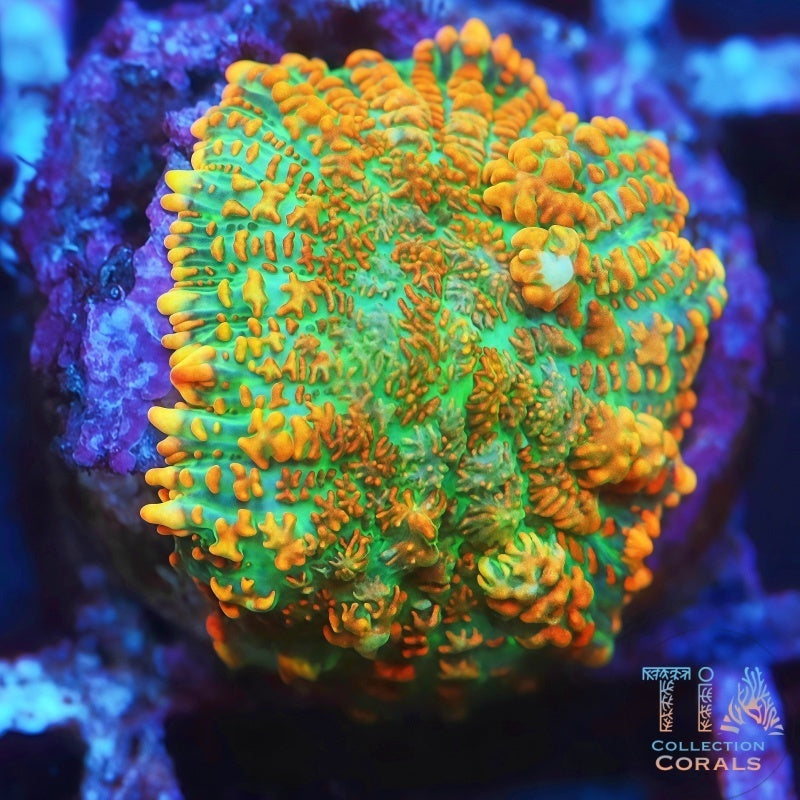 TIA Sunken Mango Mushroom - Live Softies Coral for Sale | TIA Coral