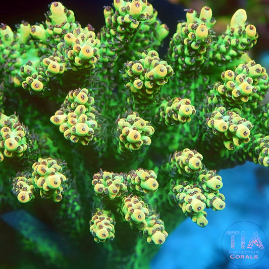TIA Verdant Hive Acropora (Mini Colony) 1 (Buy 1 Get 1 Free!)