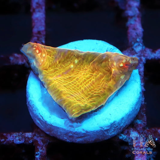 TSA Gold Mine Chalice