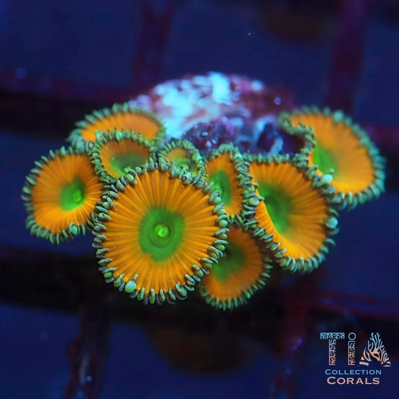 TSA Lemon Twist Paly, soft coral