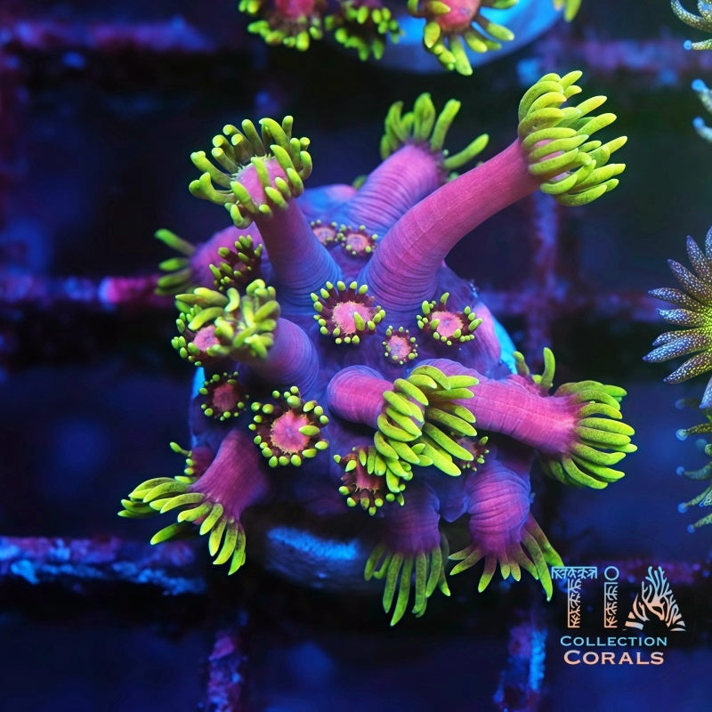 TIA Premium Corals: TSA Strawberrieson Fire Goniopora