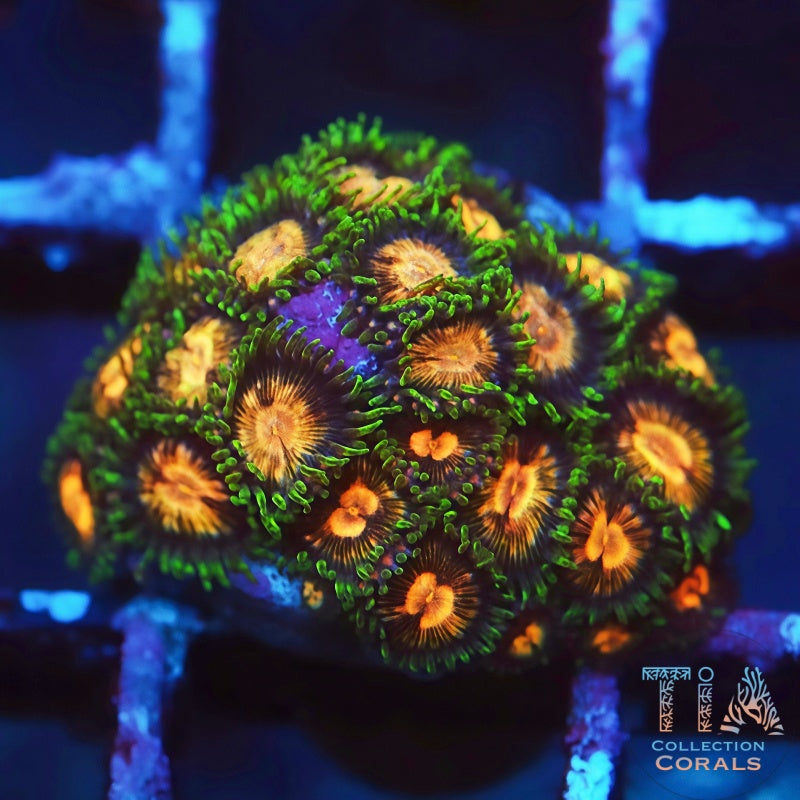 TSA Laser Lemon Zoanthids - Live Softies Coral for Sale | TIA Coral