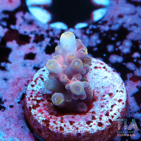 TSA Rainbow Feve Acropora