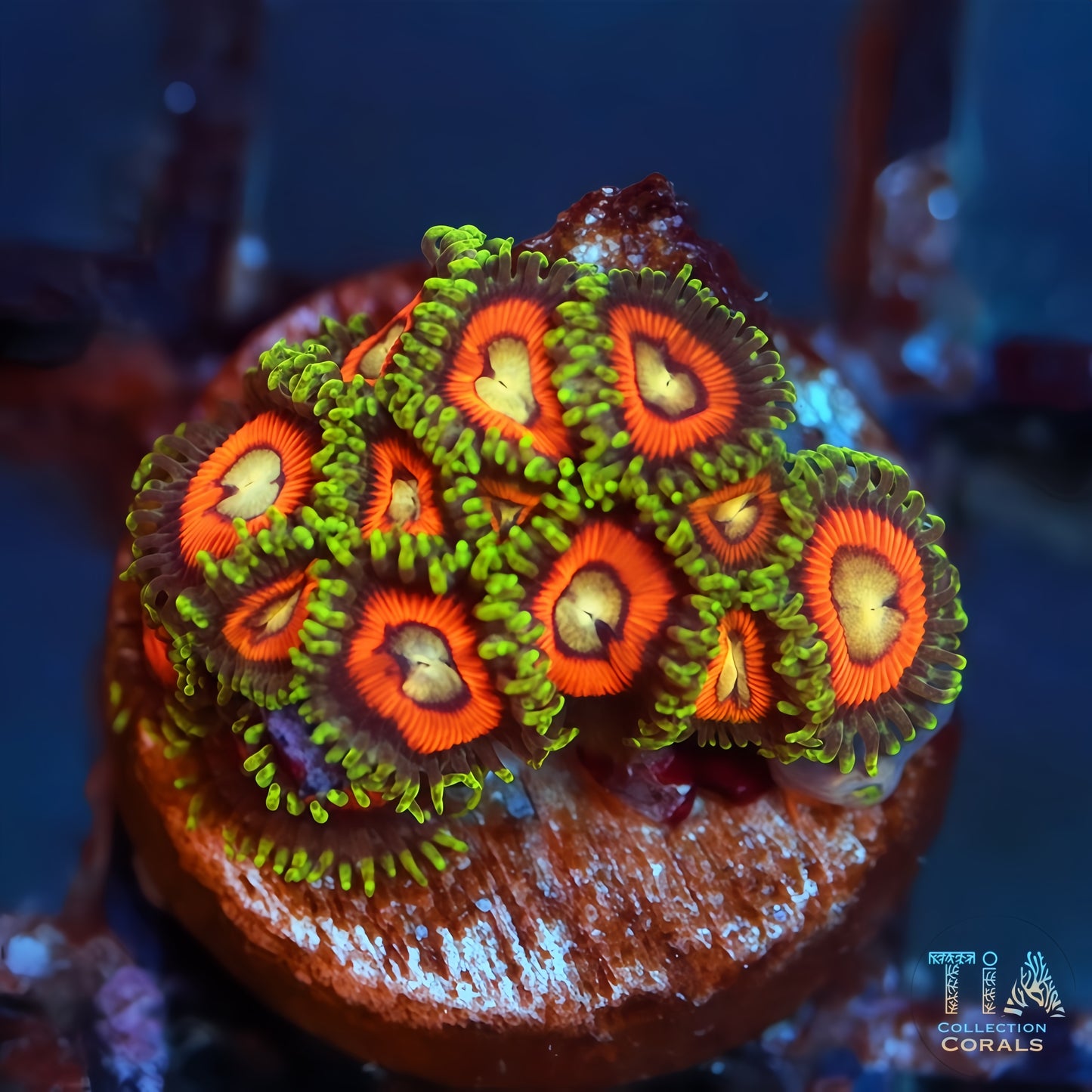 Tank Grown Rainbow Incinerator Zoanthids