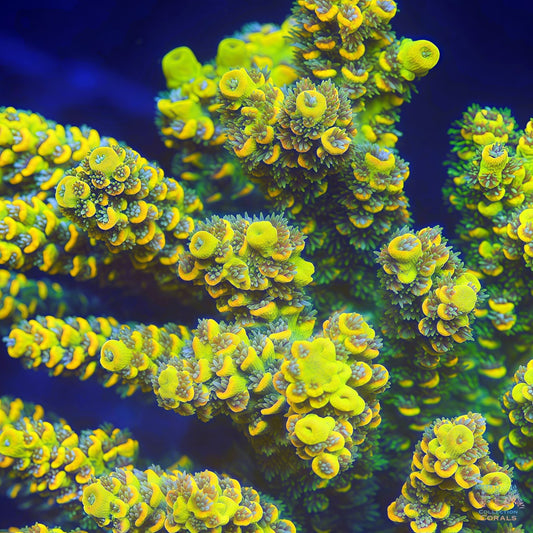 Pineapple Express Colony (cut to order)