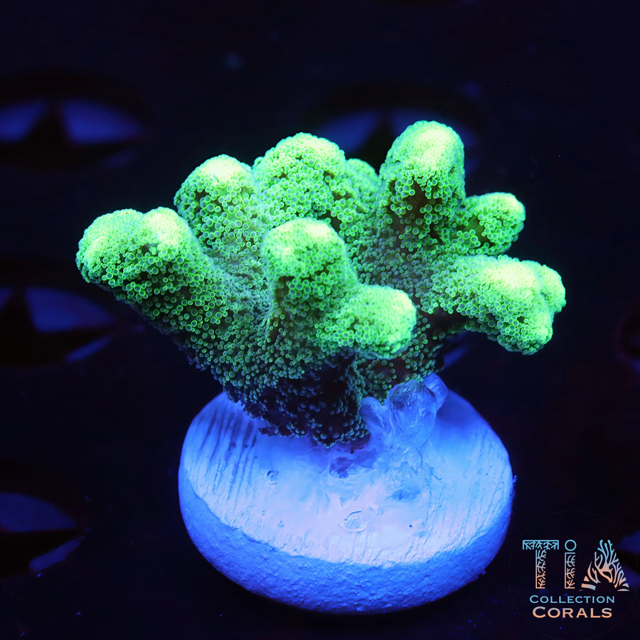 Green Fuzz Birdsnest Frag, SPS coral