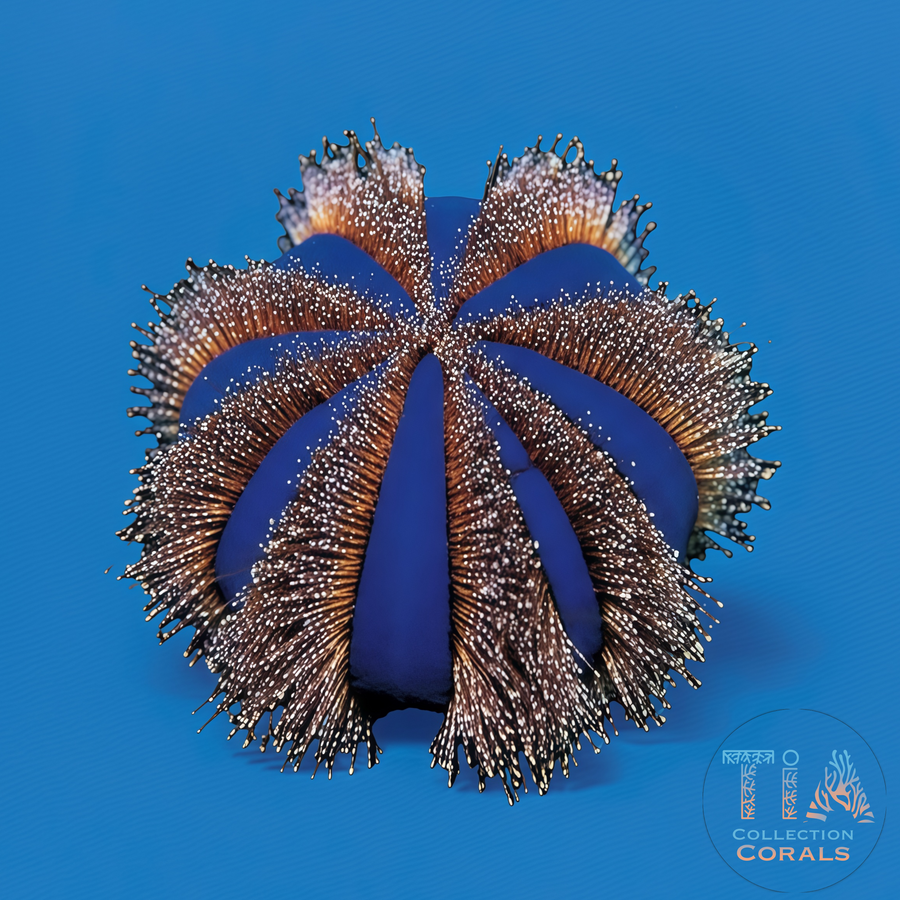 Tuxedo Urchins, invertebrate