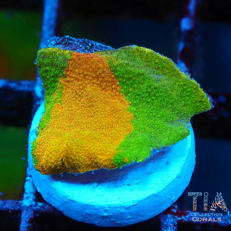 Twin Sport Watermelon Psammocora