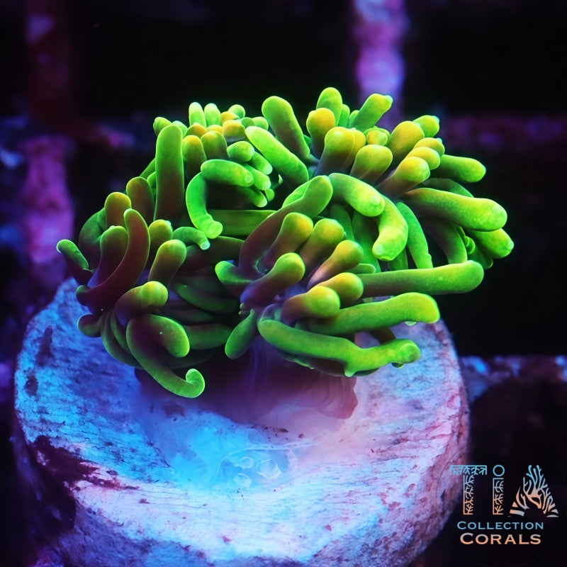 UC Lemon Lime Galaxia