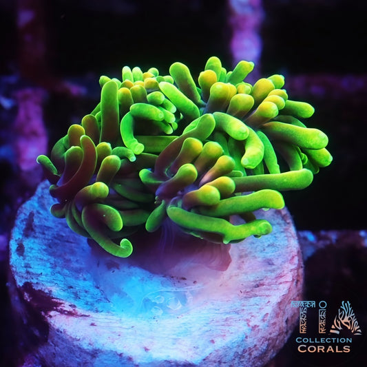 UC Lemon Lime Galaxia