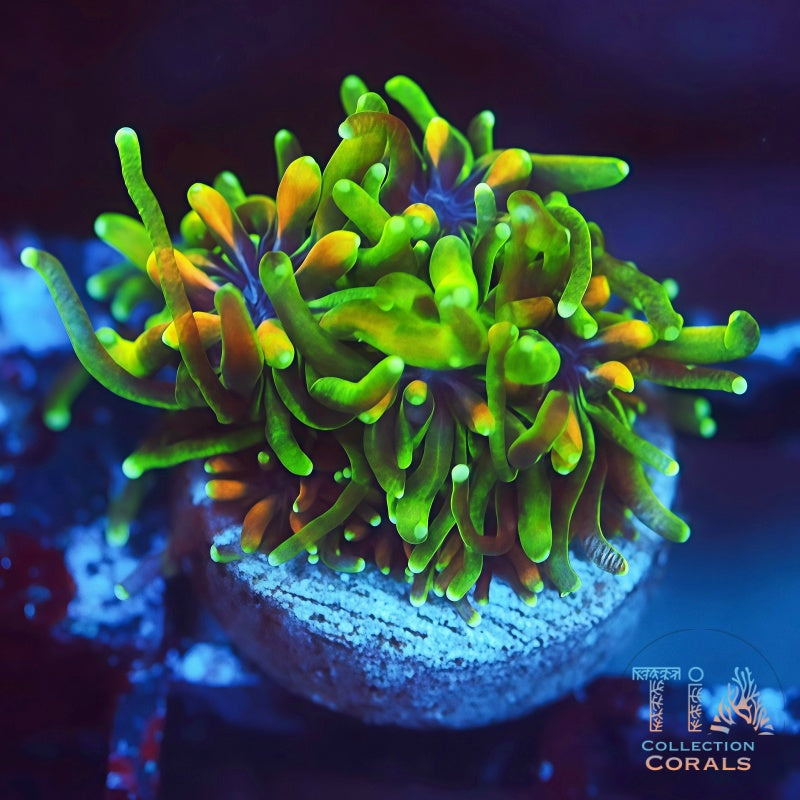 UC Lemon Lime Galaxia, LPS coral